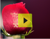 Speaking Roses